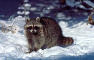 raccoon_on_snow