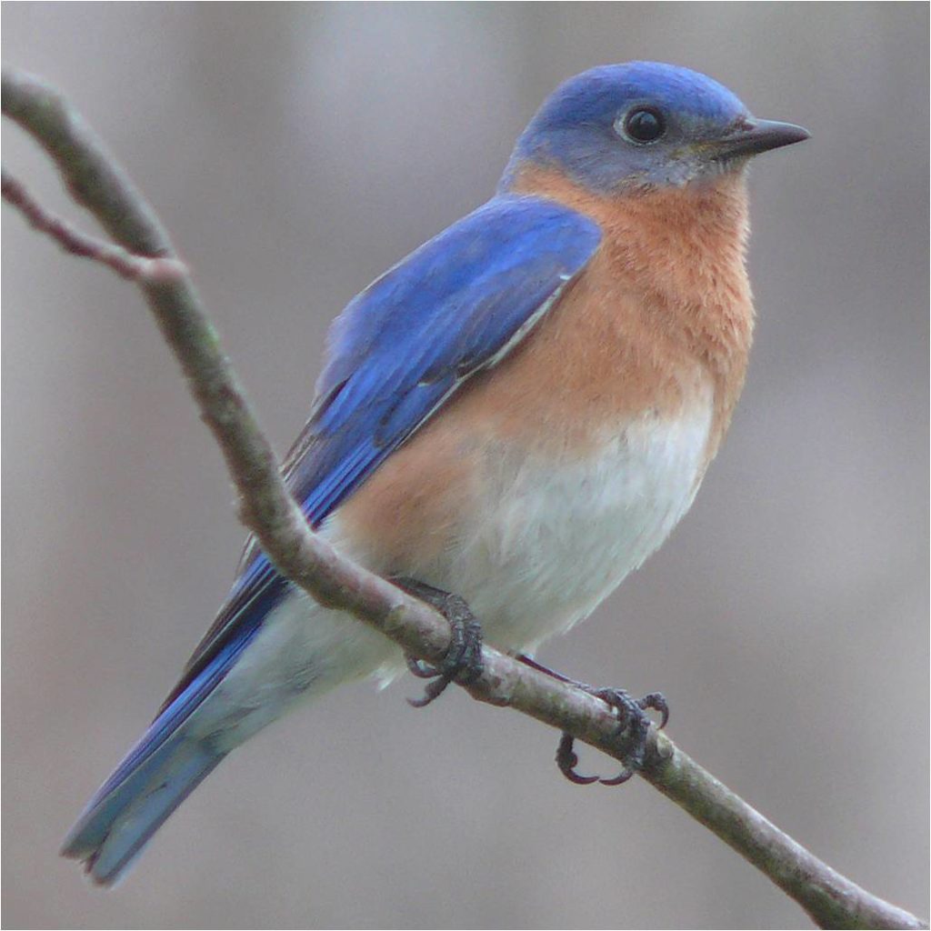 bluebird