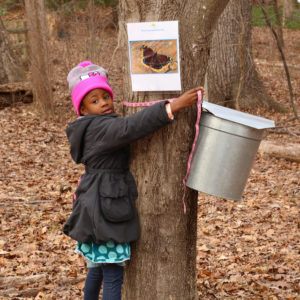 maple_sugaring_days