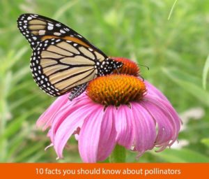 10_facts_about_pollinators