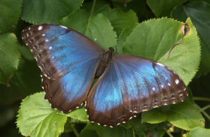 blue_butterfly