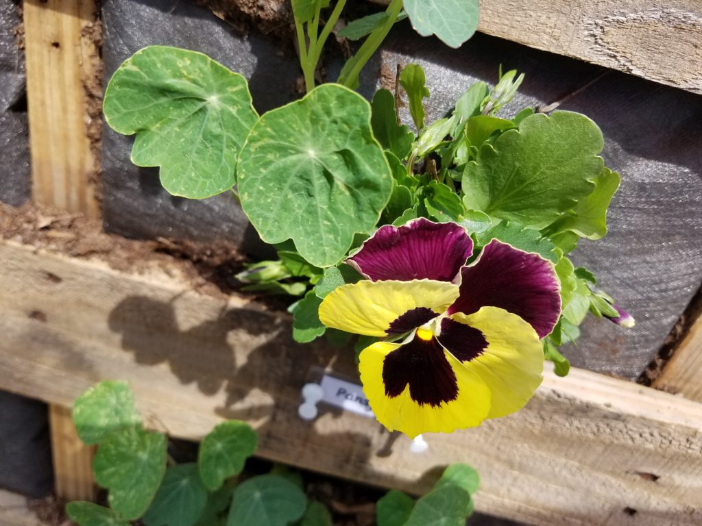 pansies