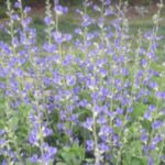 Blue False Indigo-Baptisia australis