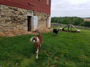 Ag_Farm_goats