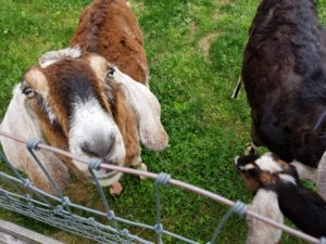 Goats at Ag Farm