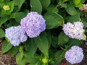 purple hydrangeas