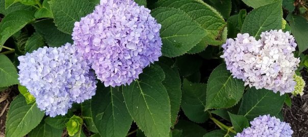 purple hydrangeas