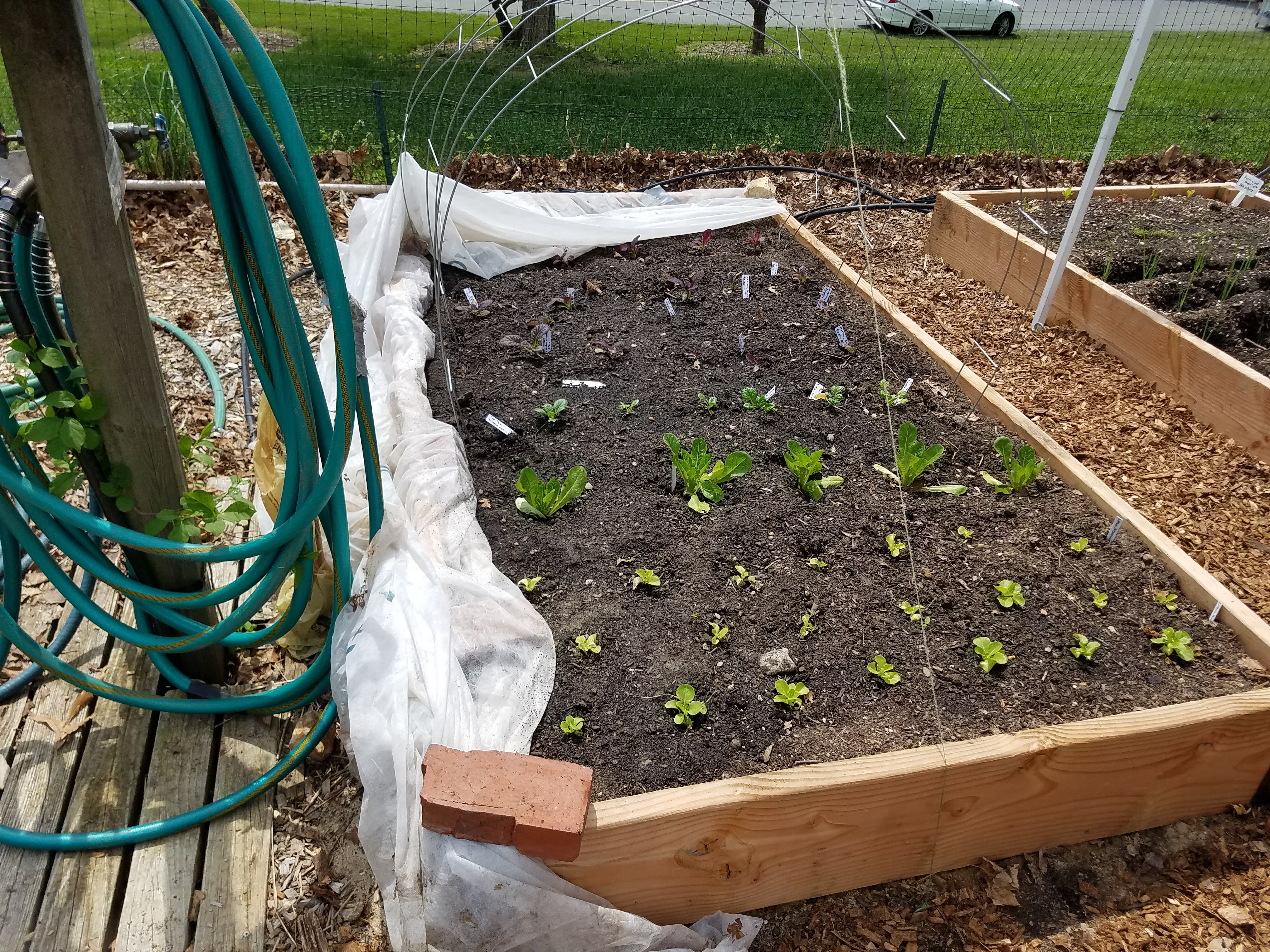 cover_crop_garden