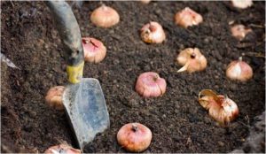 planting_bulbs