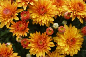 yellow-mums