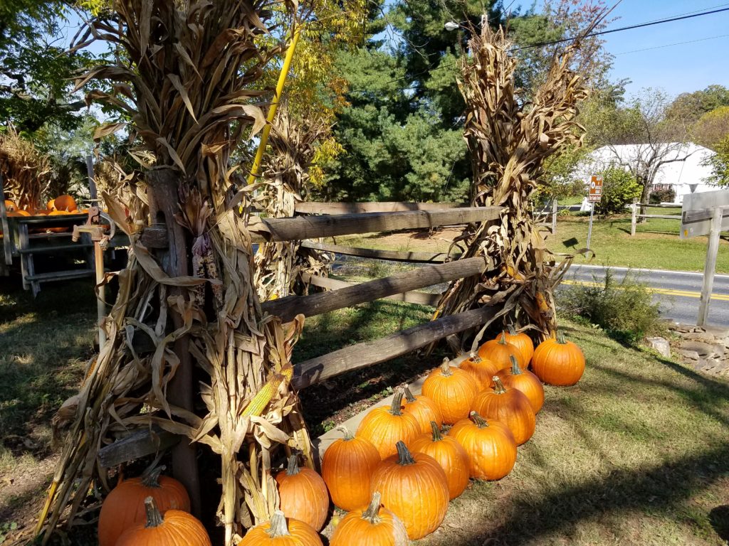 pumpkin harvest