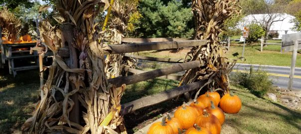 pumpkin harvest