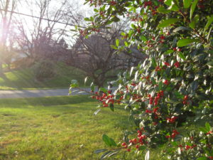 holly tree