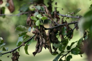 Apple_tree_with_fire_blight