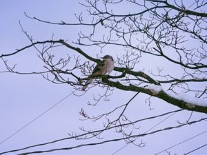 bird-in-tree