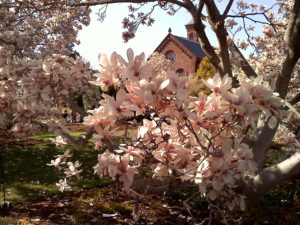 flowering_trees_spring