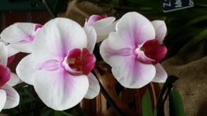 orchids-botanical garden