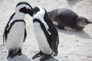 african_penguins