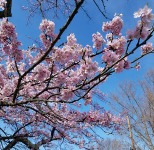 cherry_blossoms_2018-mct