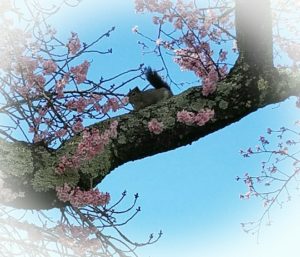 squirrel_cherry_blossom