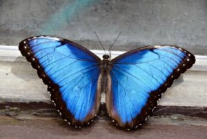 blue_morpho_butterfly_wof2018