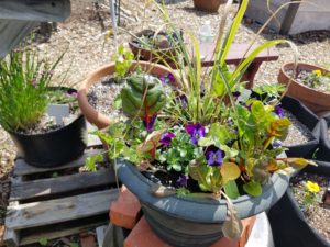 houseplants in pot