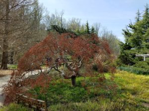 japanese_maple_tree