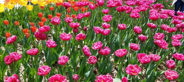tulips-brookside-gardens2018