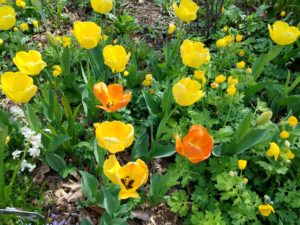 yellow_orange_tulips