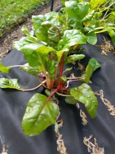 Swiss_Chard