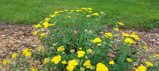 yellow_yarrow_flowers