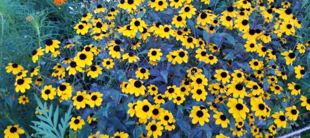 Black-eyed Susans