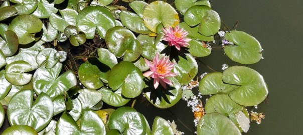 Pink Lily Pond Flowers