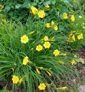 Yellow Day Lilies