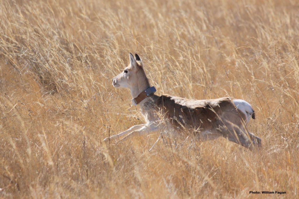 Nature_on_the_move-Meadowside