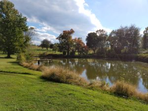 Shepherd Hey Farm pond