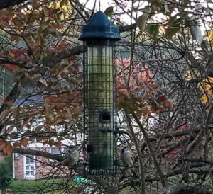 bird feeder