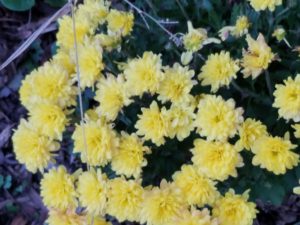 yellow mums