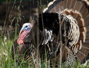 wild turkey