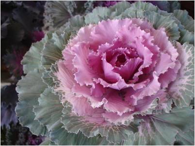 flowering cabbage