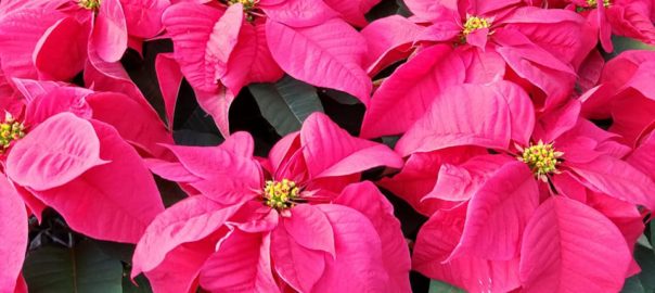 red poinsettias