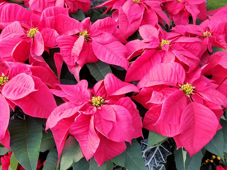 red poinsettias