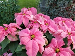 pink poinsettias