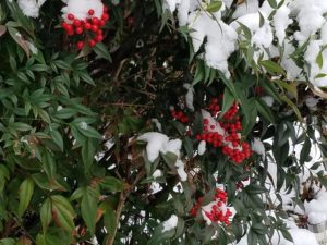 burning_bush_and_snow