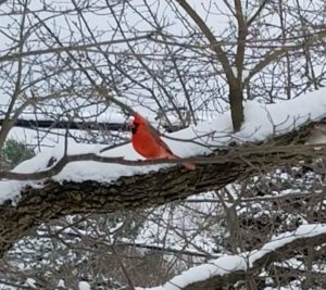 cardinal_in_snow