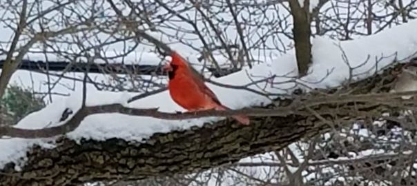 cardinal_in_snow