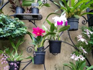 orchid_hanging_pots