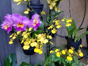 yellow and purple orchids