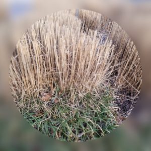 cropped ornamental grass