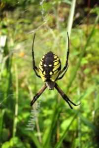 nature matters - spiders